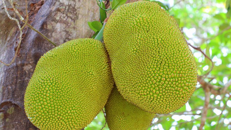 Giá mít Thái hôm nay 21/12/2022