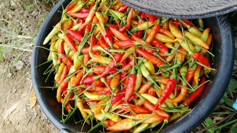 Giá ớt hôm nay 21/12/2022 mới nhất