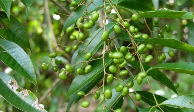 Dị ứng cây sơn độc là gì? Nguyên nhân và cách phòng tránh dị ứng