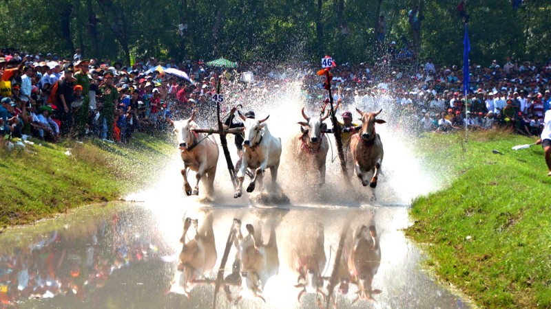 Lễ hội đua bò Bảy Núi