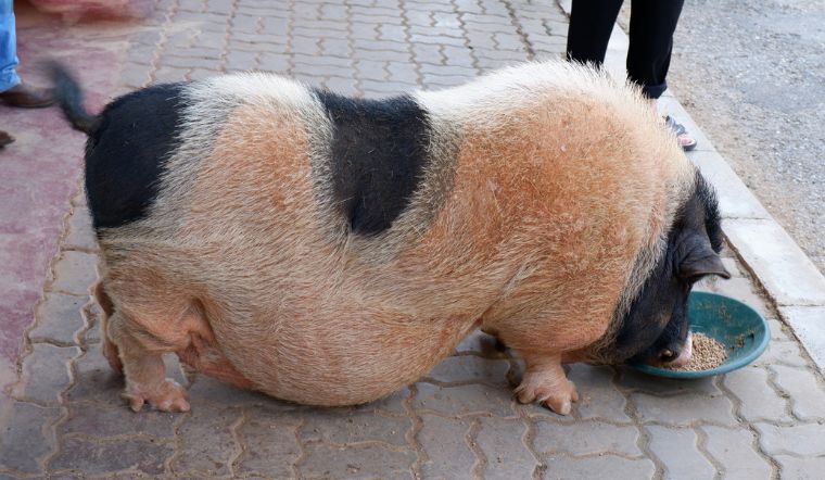 Giá heo hơi hôm nay 22/12/2022: Tiếp tục chuỗi ngày đứng yên