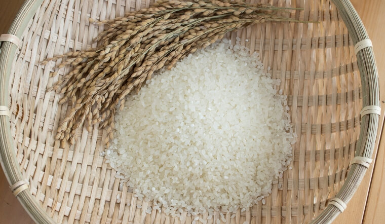 Giá lúa gạo hôm nay 22/12/2022: Đi ngang trên tất cả giống lúa gạo