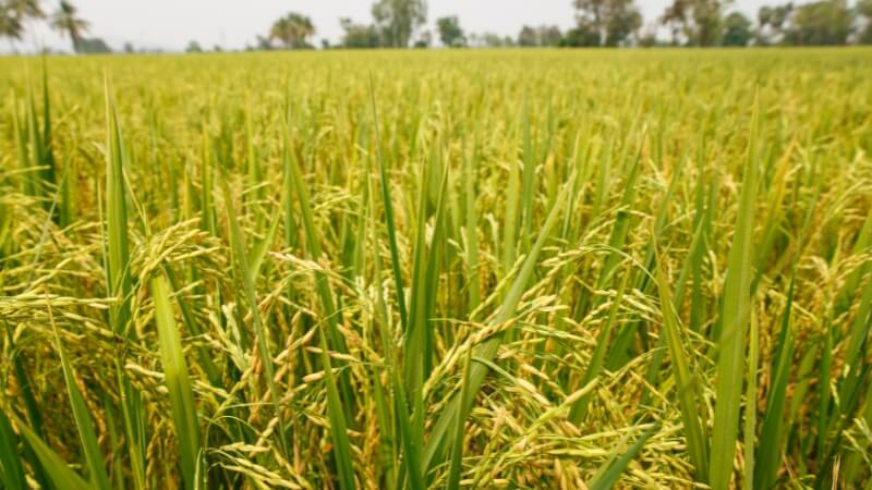 Giá lúa hôm nay 22/12