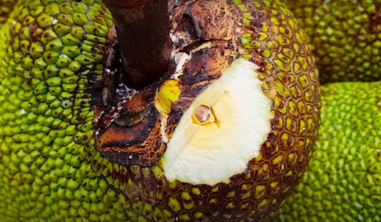 Giá mít Thái hôm nay 22/12/2022: Giá mít tiếp tục giảm