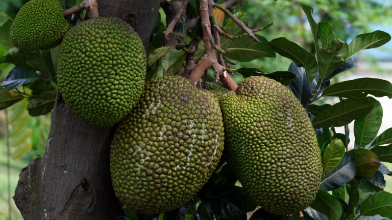 Trái mít da đen có bị xơ đen không?