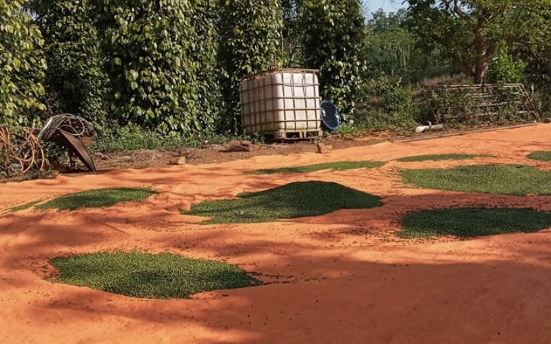 Giá tiêu thế giới Giá tiêu thế giới