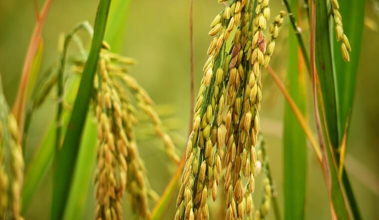 Giá lúa gạo hôm nay  23/12/2022: Tăng đến 200 đồng/kg ở vài giống lúa