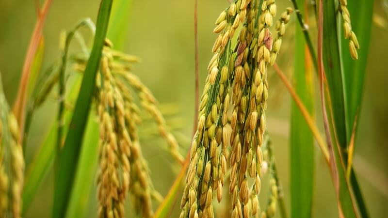 Giá lúa hôm nay 23/12