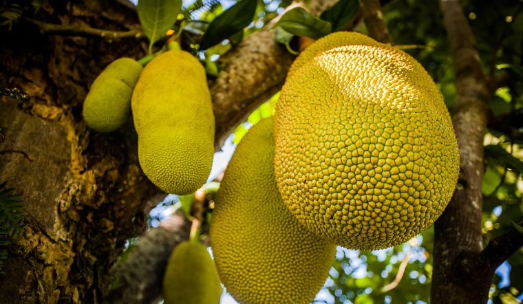 Giá mít Thái hôm nay 23/12/2022: Giá mít tăng nhẹ từ 1.000 - 2.000 đồng/kg 