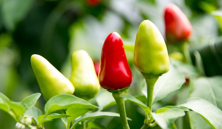 Giá ớt hôm nay 23/12/2022: Thị trường cả nước chững giá