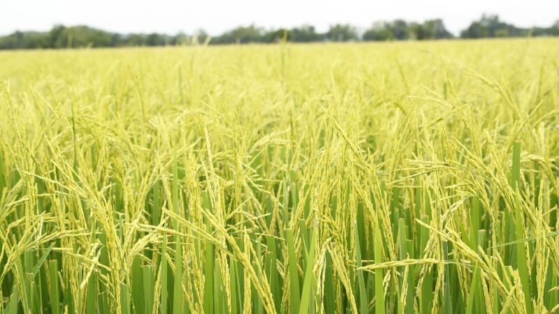 Giá lúa hôm nay 24/12