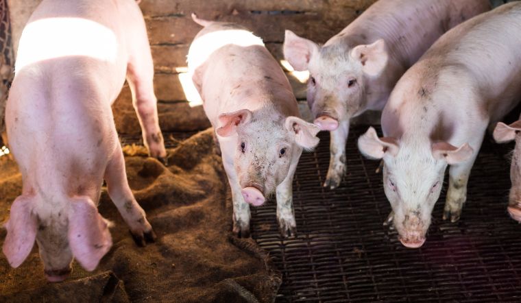 Giá heo hơi hôm nay 24/12/2022: Tiếp tục duy trì sự ổn định