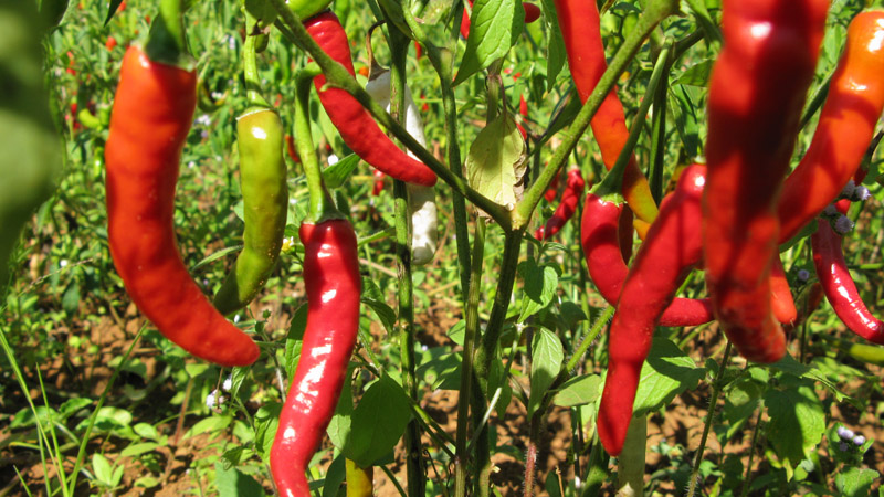 Giá ớt hôm nay 24/12/2022 mới nhất Giá ớt hôm nay 24/12/2022 mới nhất