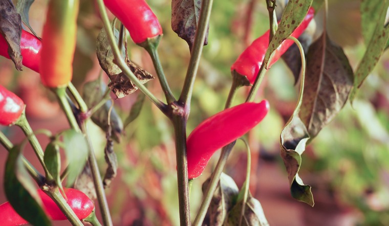 Giá ớt hôm nay 24/12/2022: Tiếp tục đi ngang giá