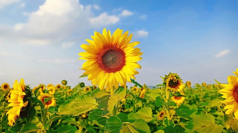 S-Race 2022: Hành trình Vì tầm vóc Việt