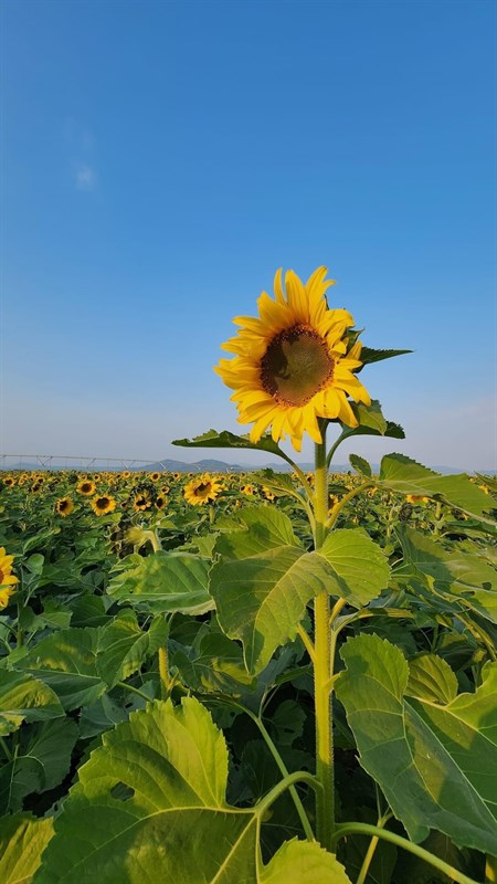 S-Race Nghệ An là mốc thứ 5 trên hành trình S-Race 2022, được tổ chức tại cánh đồng hoa hướng dương nổi tiếng thuộc Trang trại bò sữa công nghệ cao TH