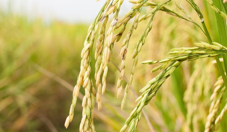 Giá lúa gạo hôm nay 26/12/2022: Mặt hàng lúa, gạo tiếp tục ổn định