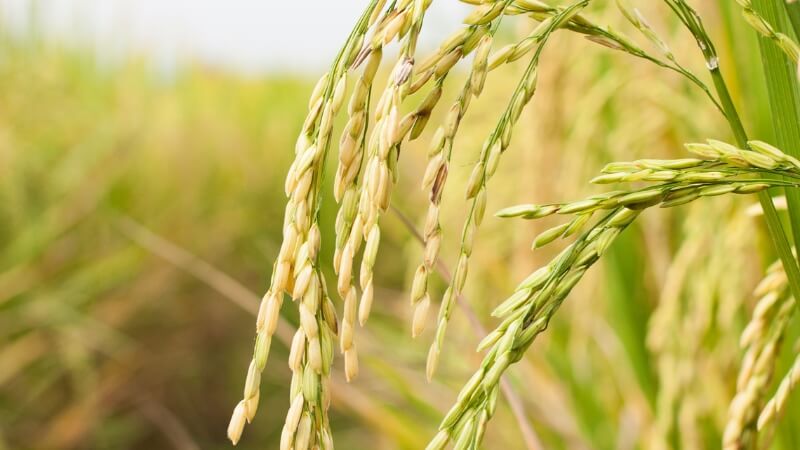 Giá lúa hôm nay 26/12