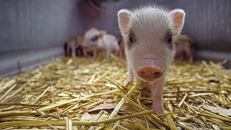 Giá heo hơi hôm nay 27/12 tại miền Trung, Tây Nguyên