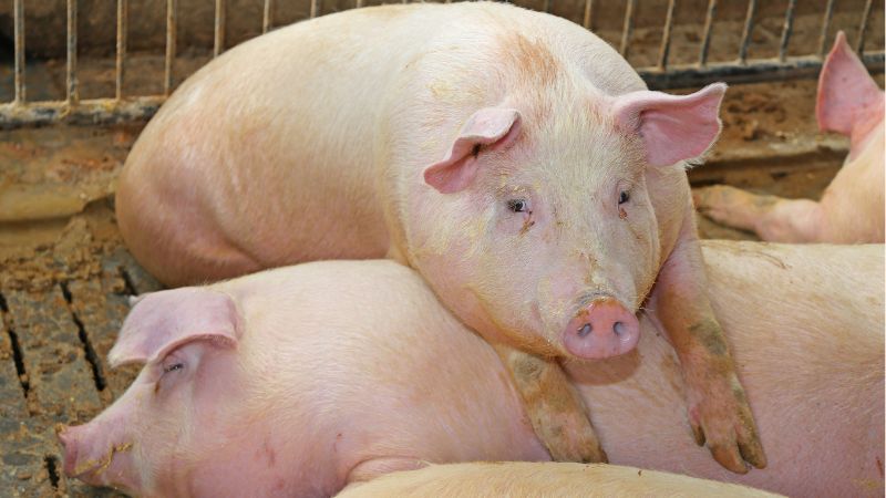 Giá heo hơi hôm nay 27/12 tại miền Nam