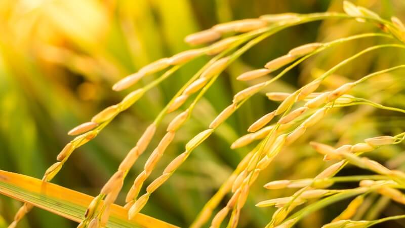 Giá lúa hôm nay 27/12