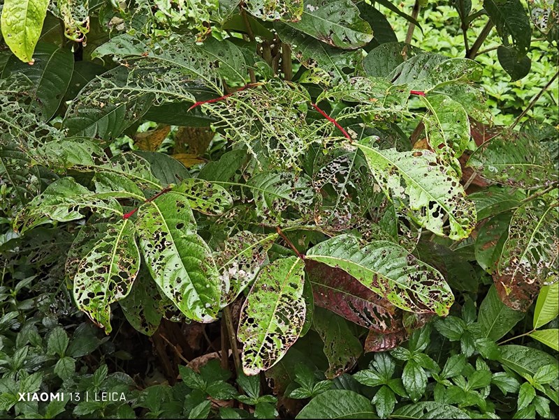 Đánh giá Xiaomi 13 Đánh giá Xiaomi 13