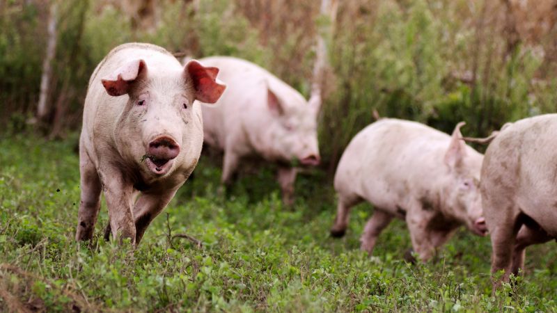 Giá heo hơi hôm nay 28/12 tại miền Bắc