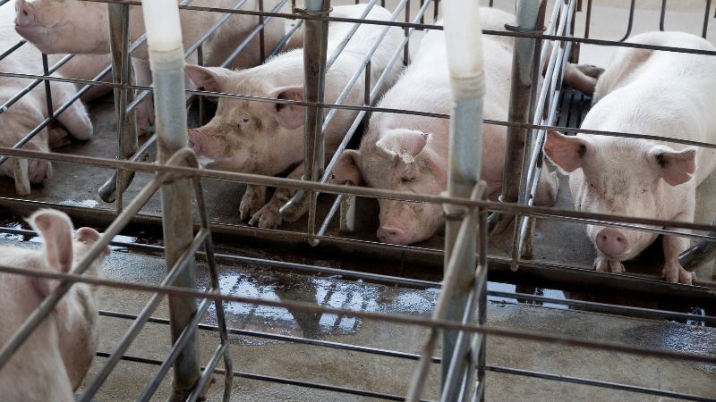 Giá heo hơi hôm nay 28/12 tại miền Trung, Tây Nguyên