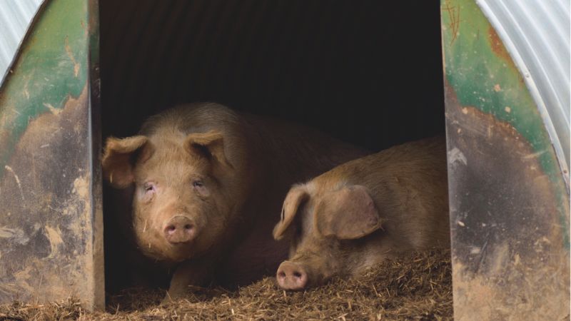 Giá heo hơi hôm nay 28/12 tại miền Nam