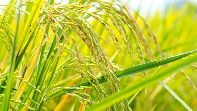 Giá lúa hôm nay 28/12 Giá lúa hôm nay 28/12