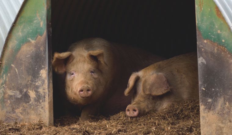 Giá heo hơi hôm nay 29/12/2022: Không ghi nhận biến động mới 