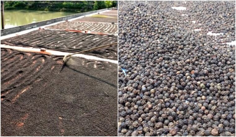 Giá tiêu hôm nay 29/12/2022: Giữ nguyên, dao động 57.000-59.000 đồng/kg