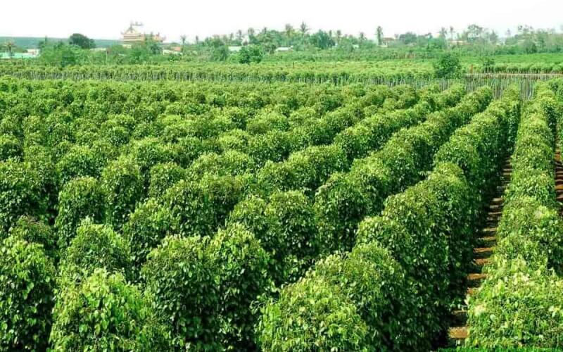 Giá tiêu thế giới