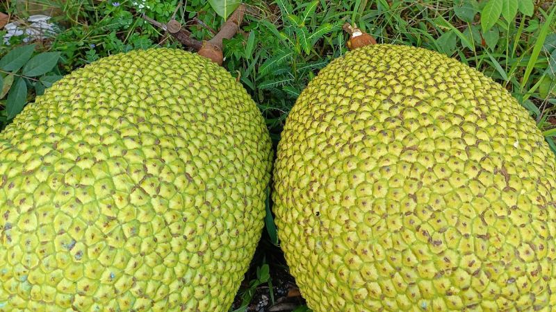 Vì sao giá mít tăng nhưng nhà vườn vẫn lo?