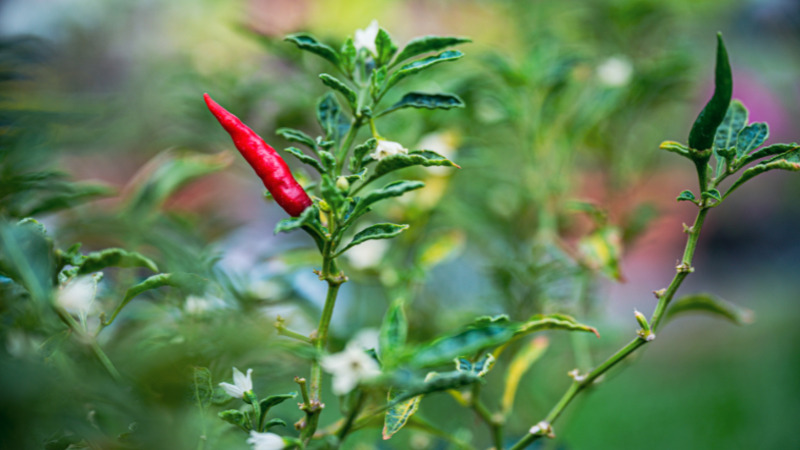 Giá ớt hôm nay 29/12/2022 mới nhất Giá ớt hôm nay 29/12/2022 mới nhất