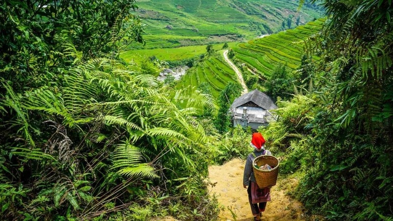 Du lịch trekking tại Sa Pa (Lào Cai)