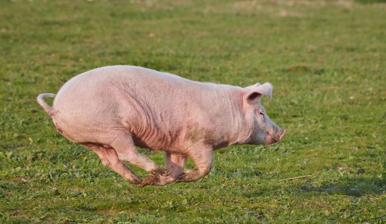 Giá heo hơi hôm nay 30/12/2022: Đồng loạt đi ngang trên toàn quốc