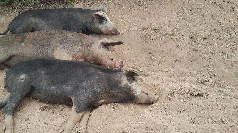 Giá heo hơi hôm nay 30/12 tại miền Trung, Tây Nguyên