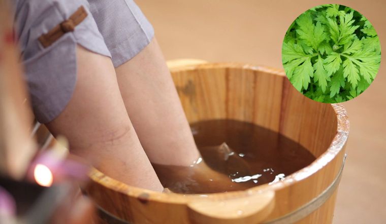 Ngâm chân bằng ngải cứu sau 1 tuần nhận vô vàn lợi ích