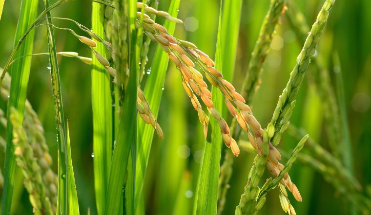 Giá lúa gạo hôm nay 30/12/2022: Lúa OM 18 tăng 200 đồng/kg