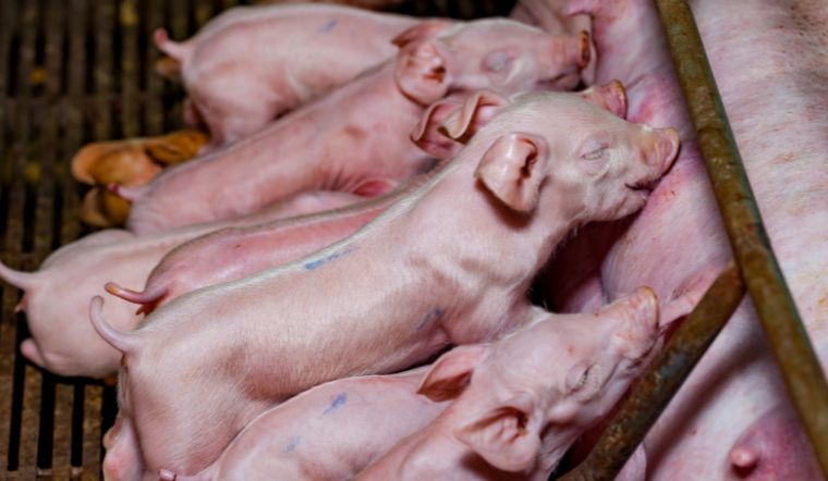 Giá heo hơi hôm nay 31/12/2022: Giảm nhẹ ở miền Nam 