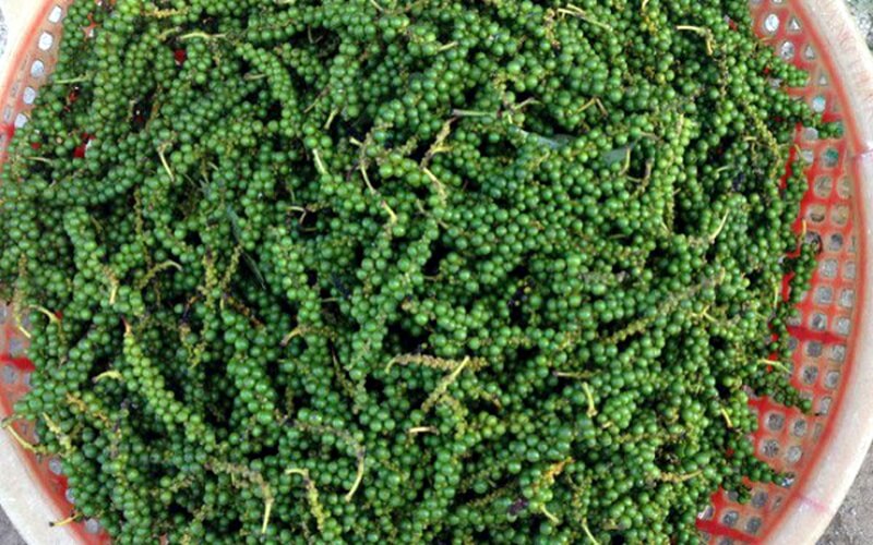 Giá tiêu hôm nay 31/12/2022 trong nước