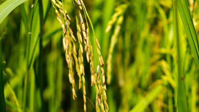 Giá lúa hôm nay 31/12