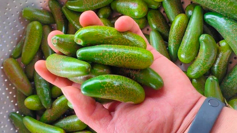 Finger avocado has only appeared in the Central Highlands in the past 2-3 years