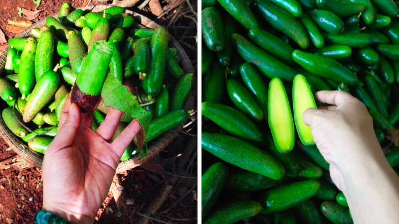 Finger avocado is also very easy to peel, with a golden buttery flesh