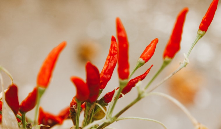 Giá ớt hôm nay 31/12/2022: Tiếp tục giữ nguyên giá 