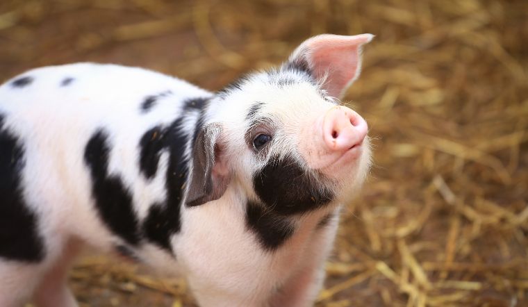 Giá heo hơi hôm nay 3/1/2023: Duy trì sự ổn định trong những ngày đầu năm