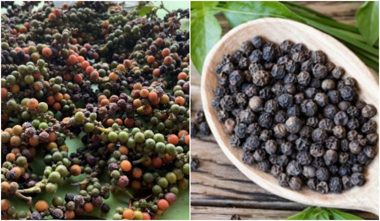 Giá tiêu hôm nay 3/1/2023: Tiếp tục giữ nguyên, dao động 57.500-60.000 đồng/kg