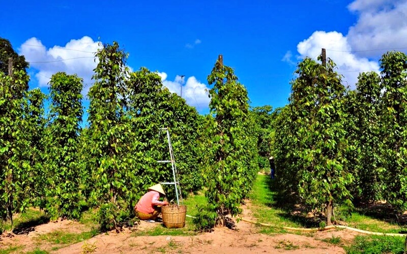 Giá tiêu hôm nay 3/1/2023 trong nước