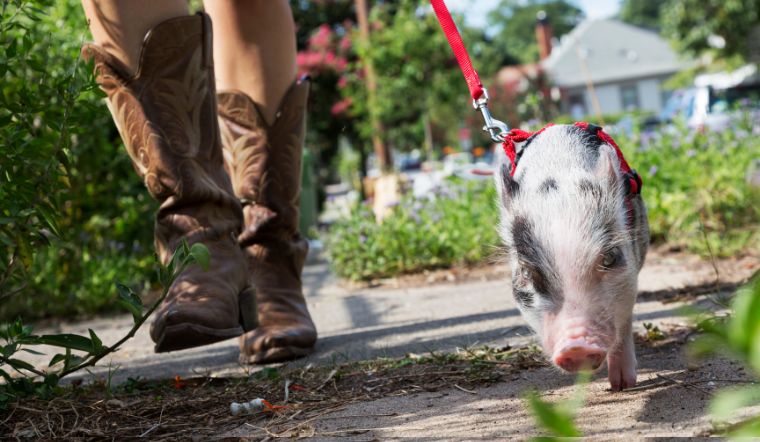 Giá heo hơi hôm nay 4/1/2023: Lặng sóng trên cả nước